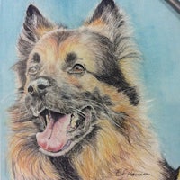 a colored pencil drawing of a german shepherd dog